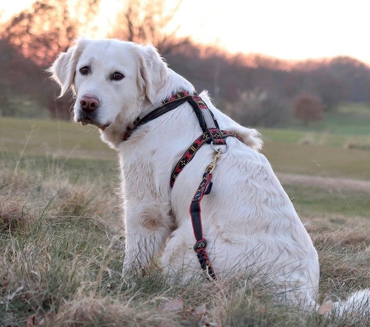 Guard Sele RÖD / XXS