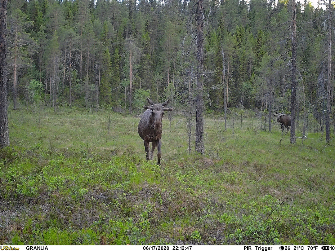 Åtelkamera Compact LTE inbyggt SIM-kort ONE SIZE