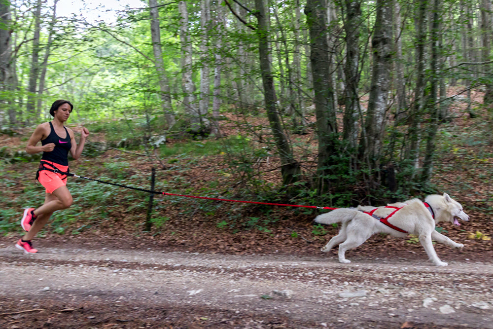 Racing Tug Line med Bungee 1,7 M