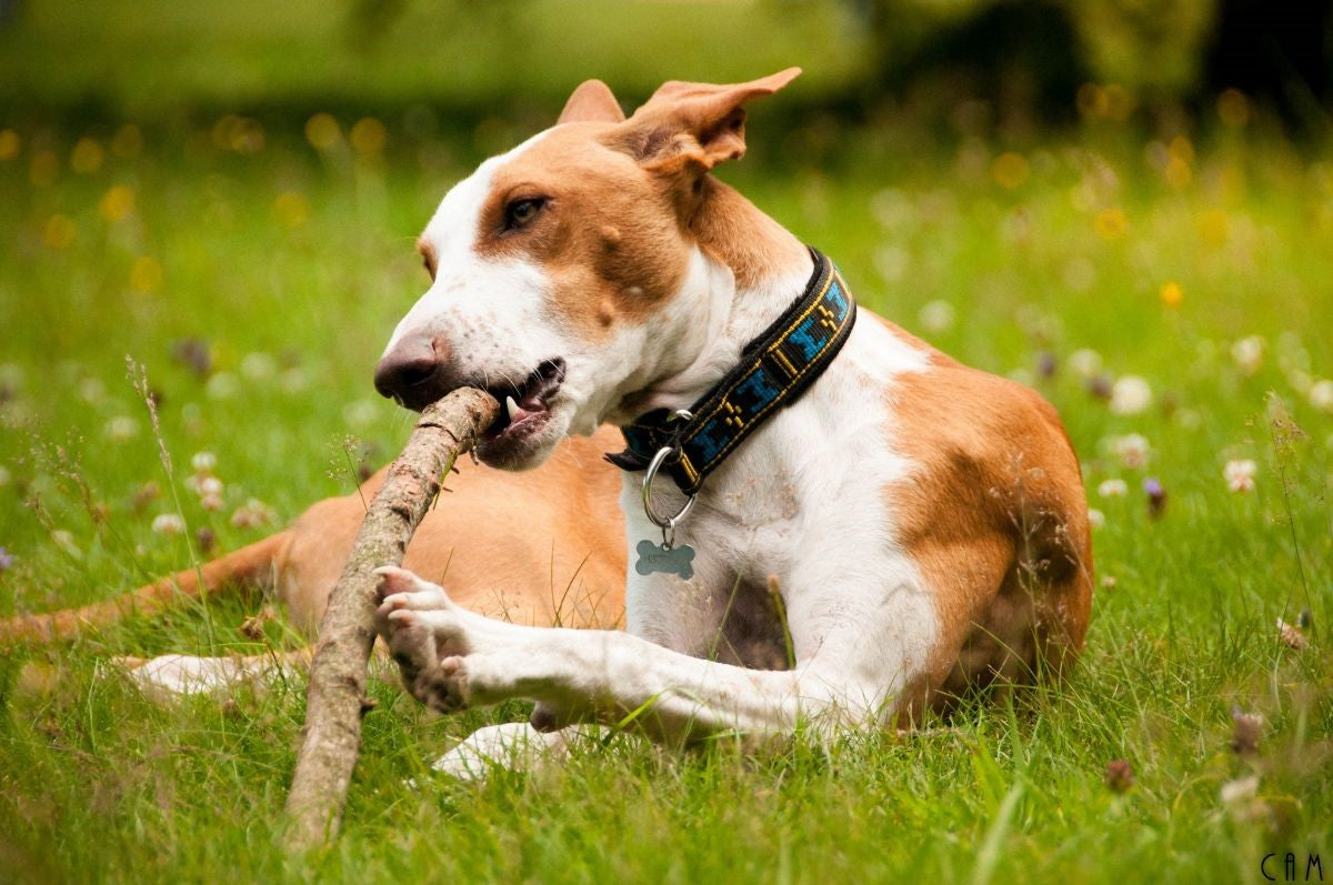 Fodrat Halsband BLÅ / XS