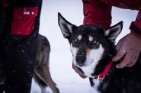 Halsband O-Ring SVART / ONE SIZE