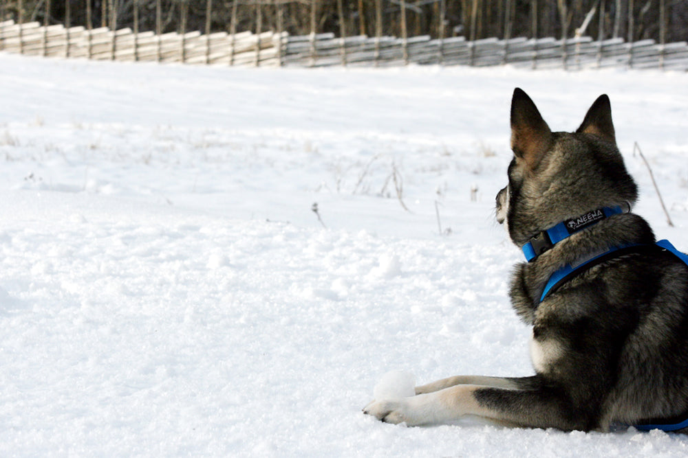 Halsband TP SVART / ONE SIZE