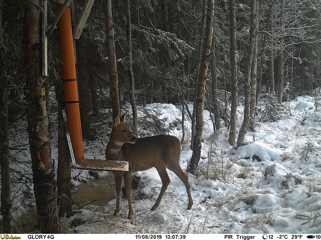 Åtelkamera Glory MK2 4G/LTE 20mp - Cloud-App ONE SIZE