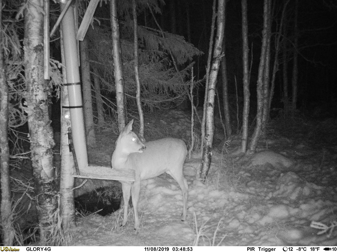 Åtelkamera Glory MK2 4G/LTE 20mp - Cloud-App ONE SIZE