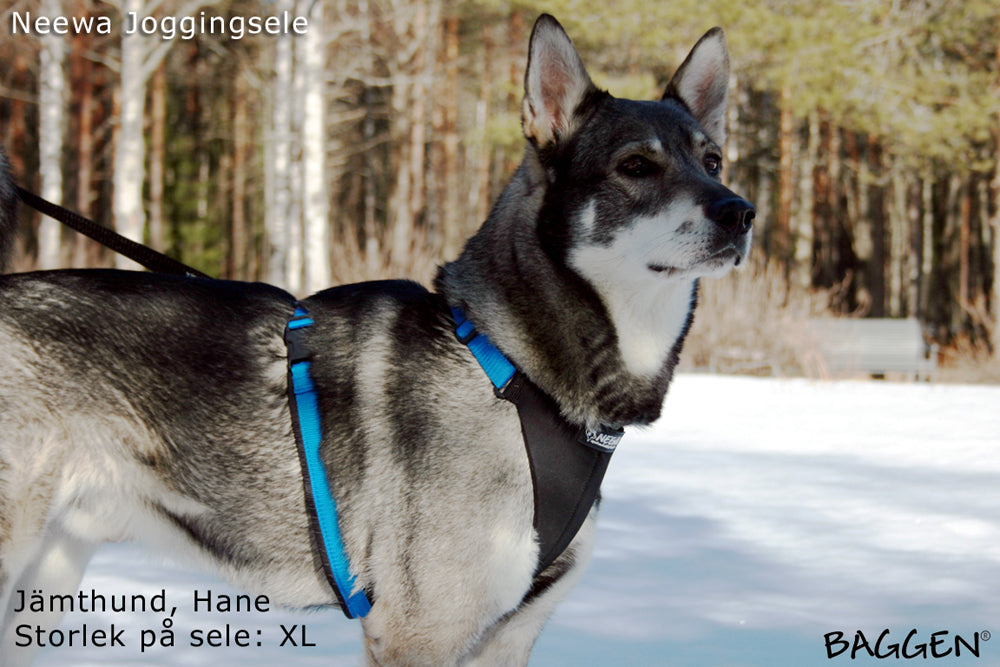 Joggingsele BLÅ / S