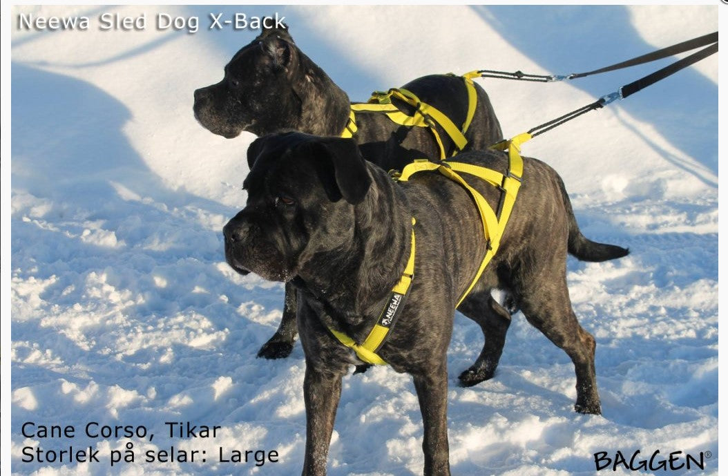 Sled Dog X-Back GUL / S