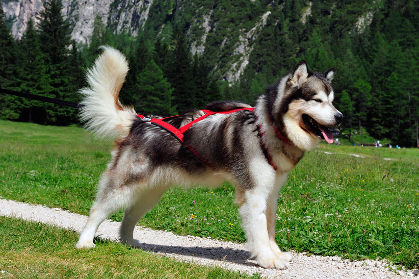 Sled Pro Dragsele RÖD / L