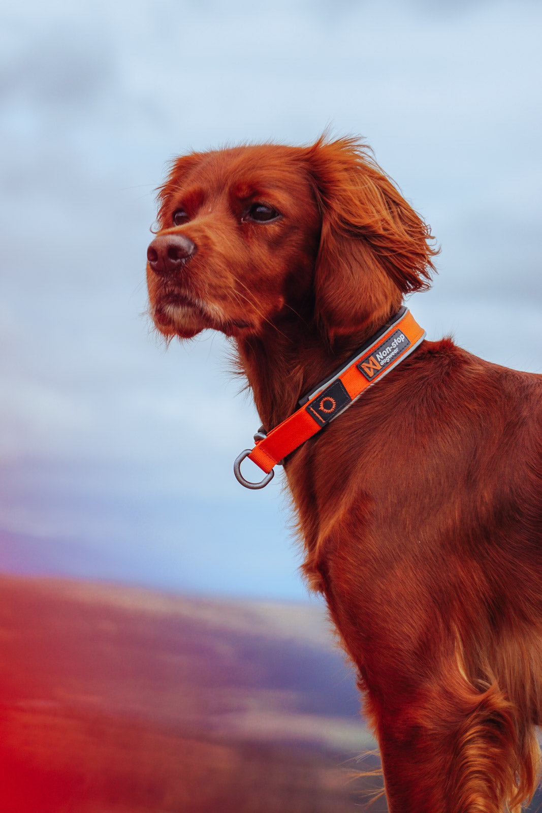 Halvstryp halsband, Cruise collar