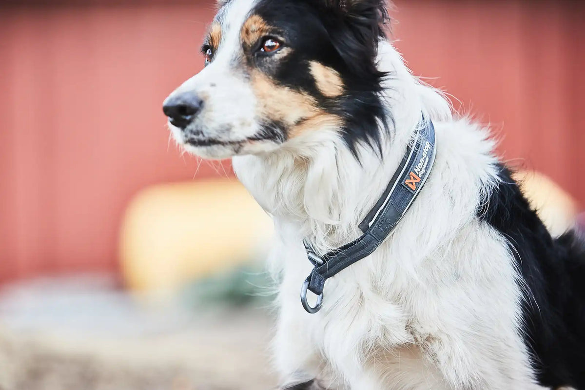 Halvstryp halsband, Cruise collar