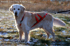 Sled Dog X-Back RÖD / M