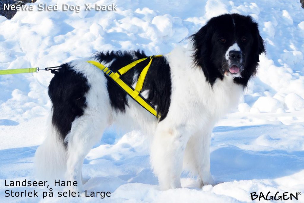 Sled Dog X-Back GUL / L