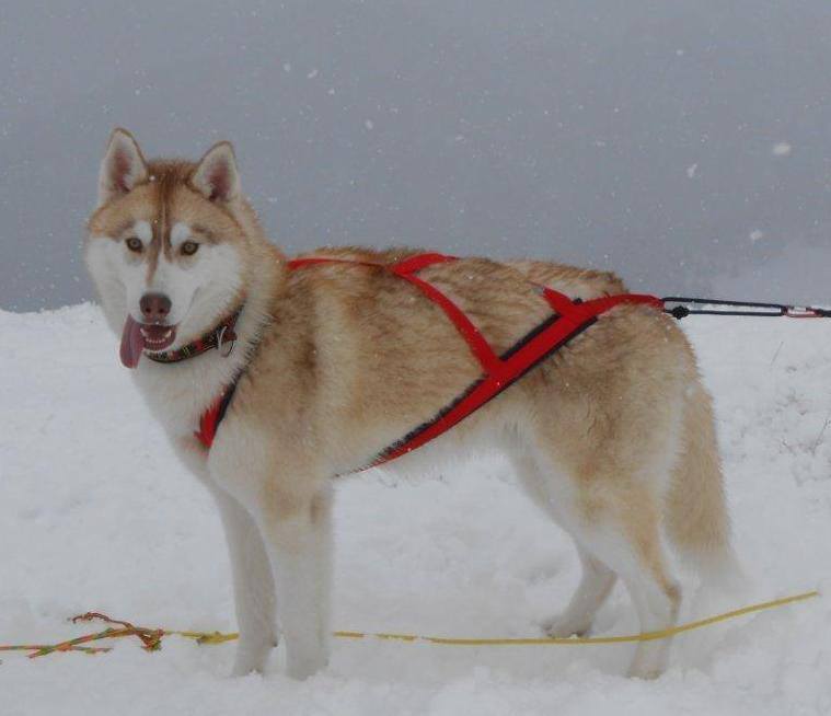 Sled Pro Dragsele RÖD / M