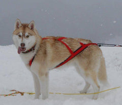 Sled Pro Dragsele RÖD / L