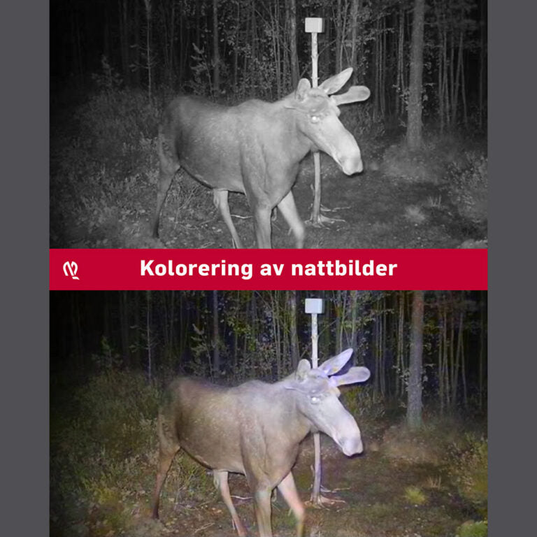 OBI 2 Åtelkamera